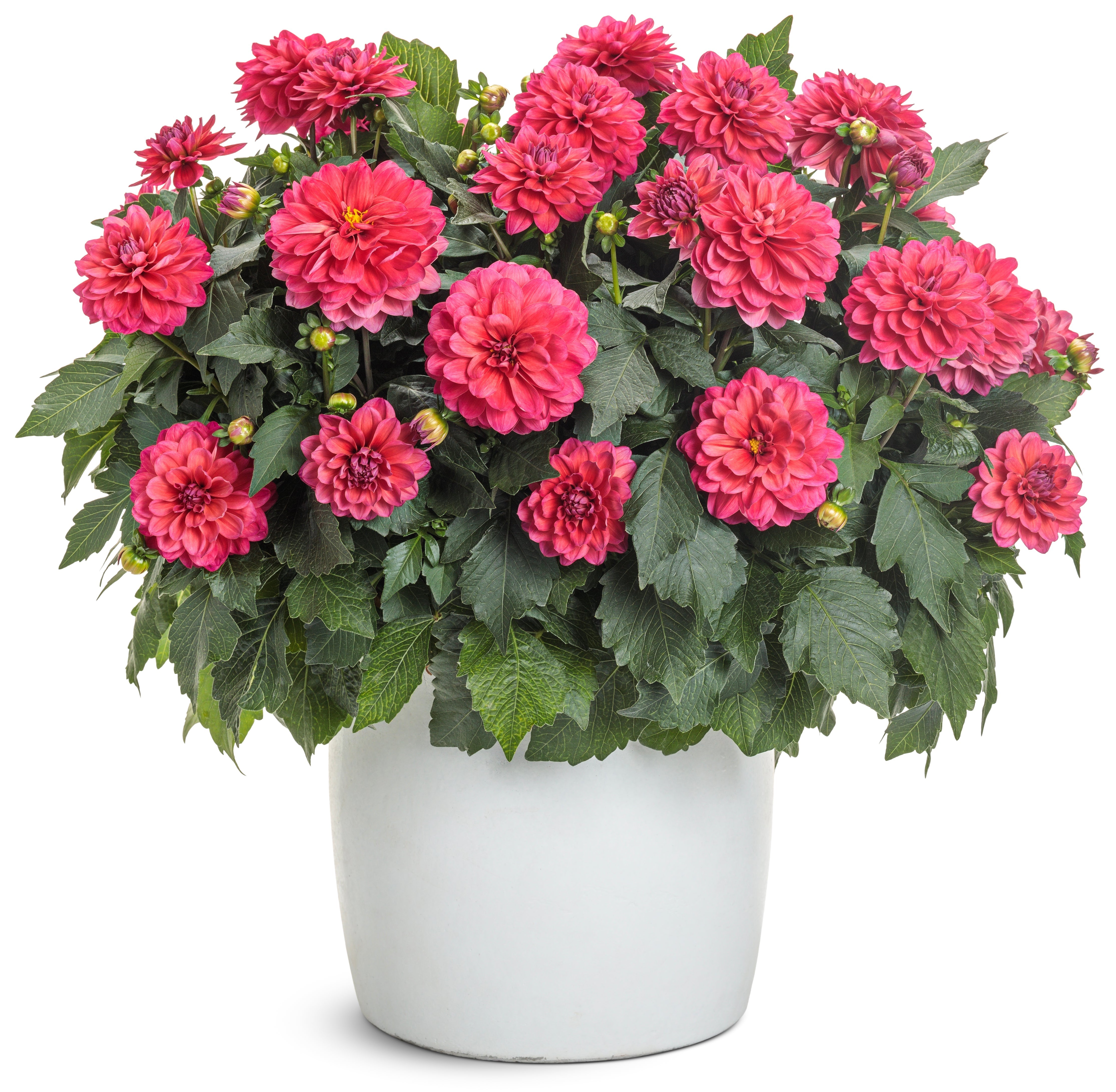 Shop Dahlia's – LandscapeDirect