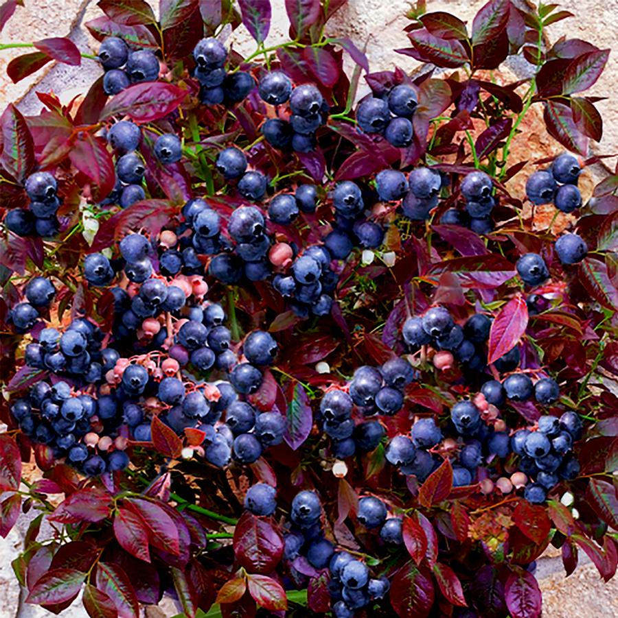 Cabernet Splash™ Blueberry
