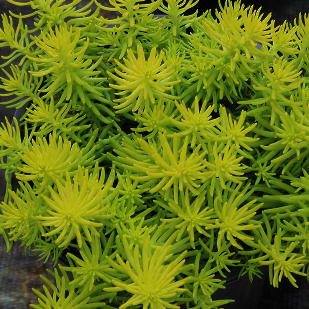 Angelina Stonecrop - LandscapeDirect