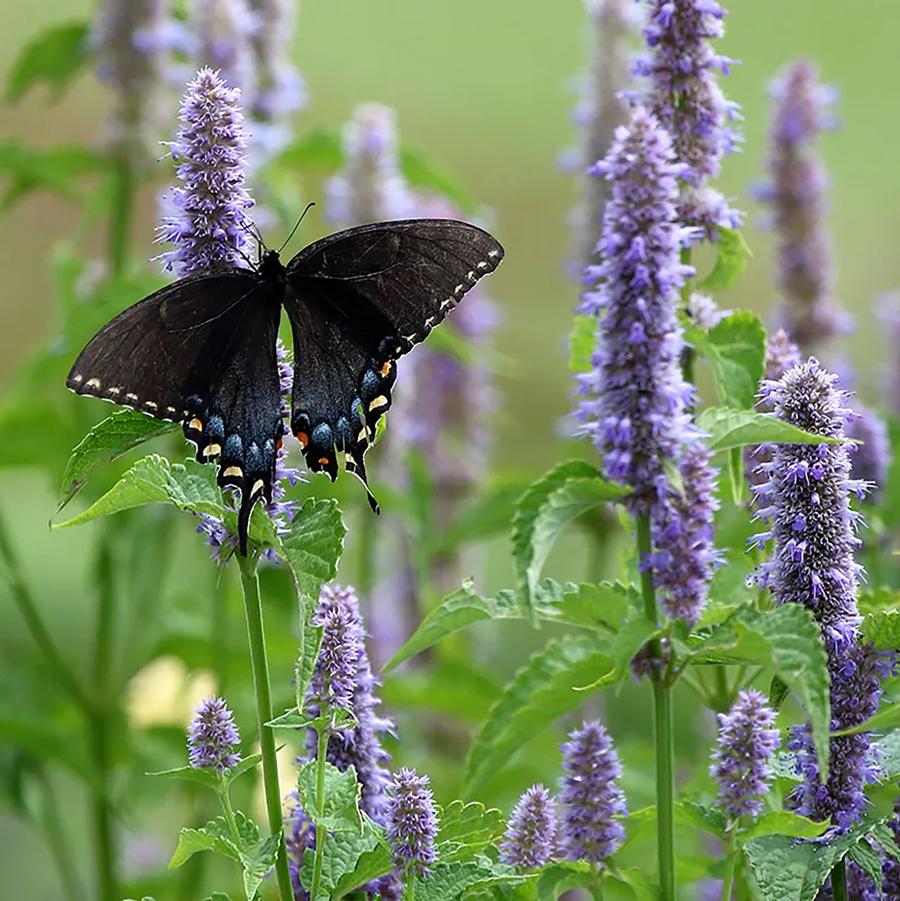 Anise Hyssop - LandscapeDirect
