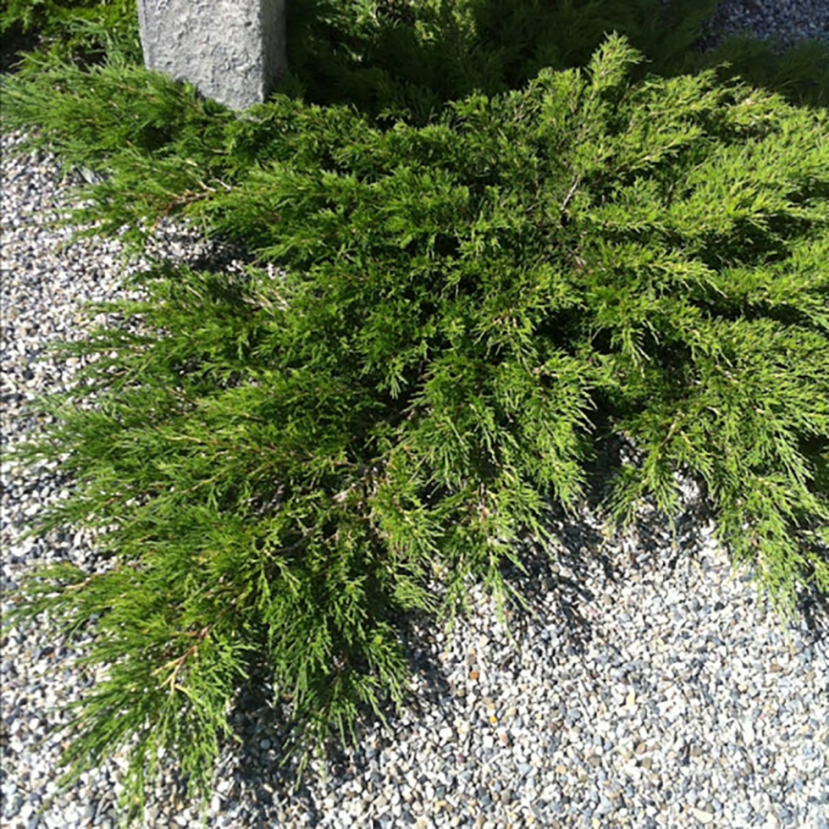 Arcadia Savin Juniper - LandscapeDirect