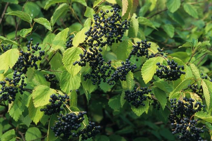 Arrowwood Viburnum - LandscapeDirect