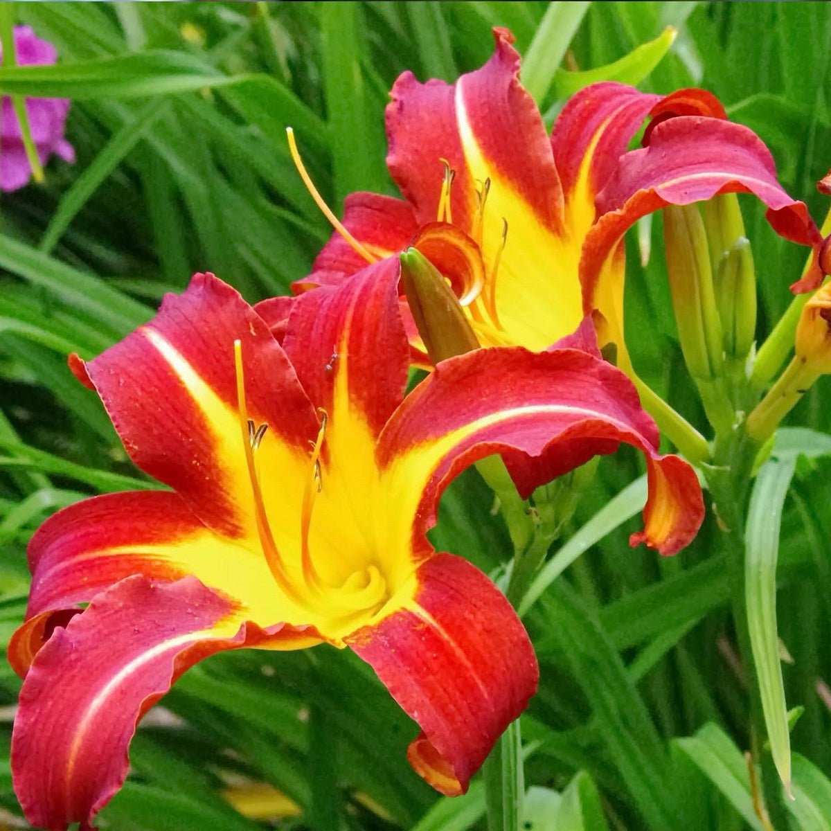 Autumn Red Daylily - LandscapeDirect