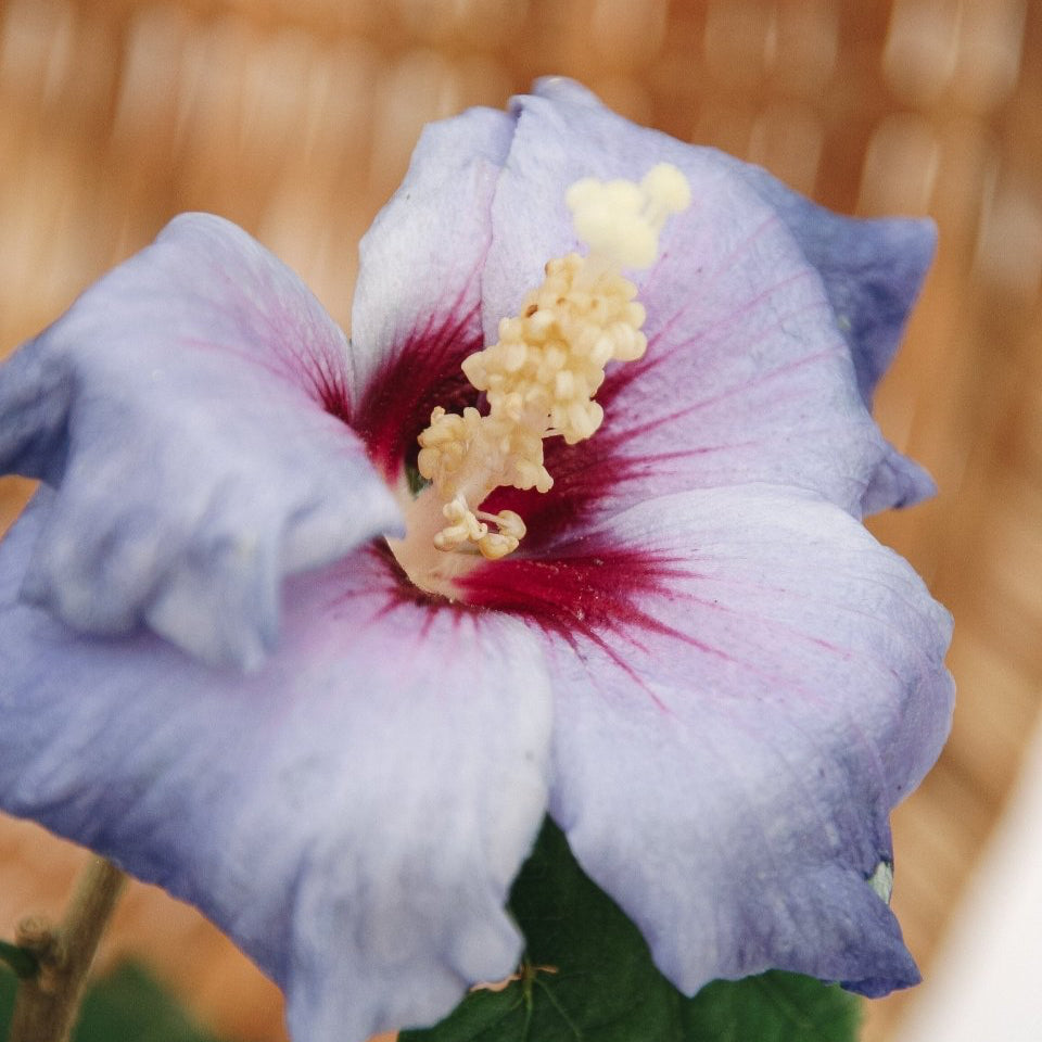 Azurri Blue Satin Rose of Sharon - LandscapeDirect
