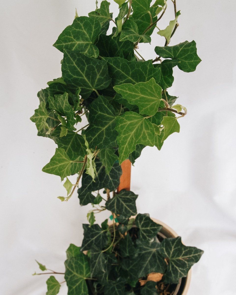 Baltic Ivy - LandscapeDirect