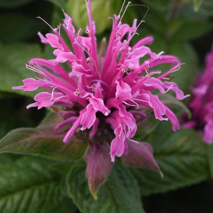 Bee Mine Pink Bee Balm - LandscapeDirect