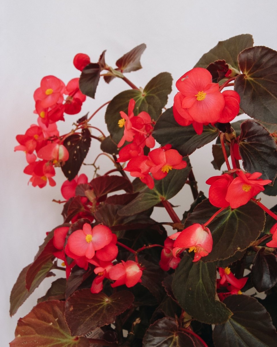 Begonia Surefire Cherry Cordial - LandscapeDirect