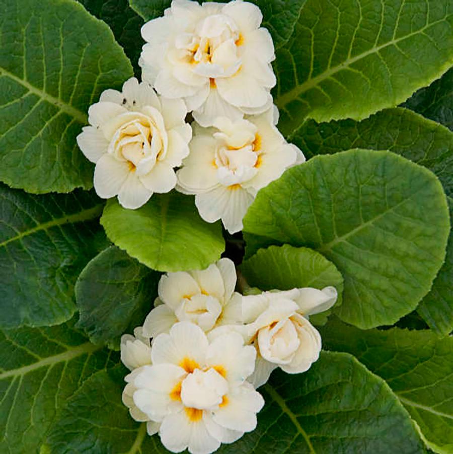 Belarina Cream Primrose - LandscapeDirect