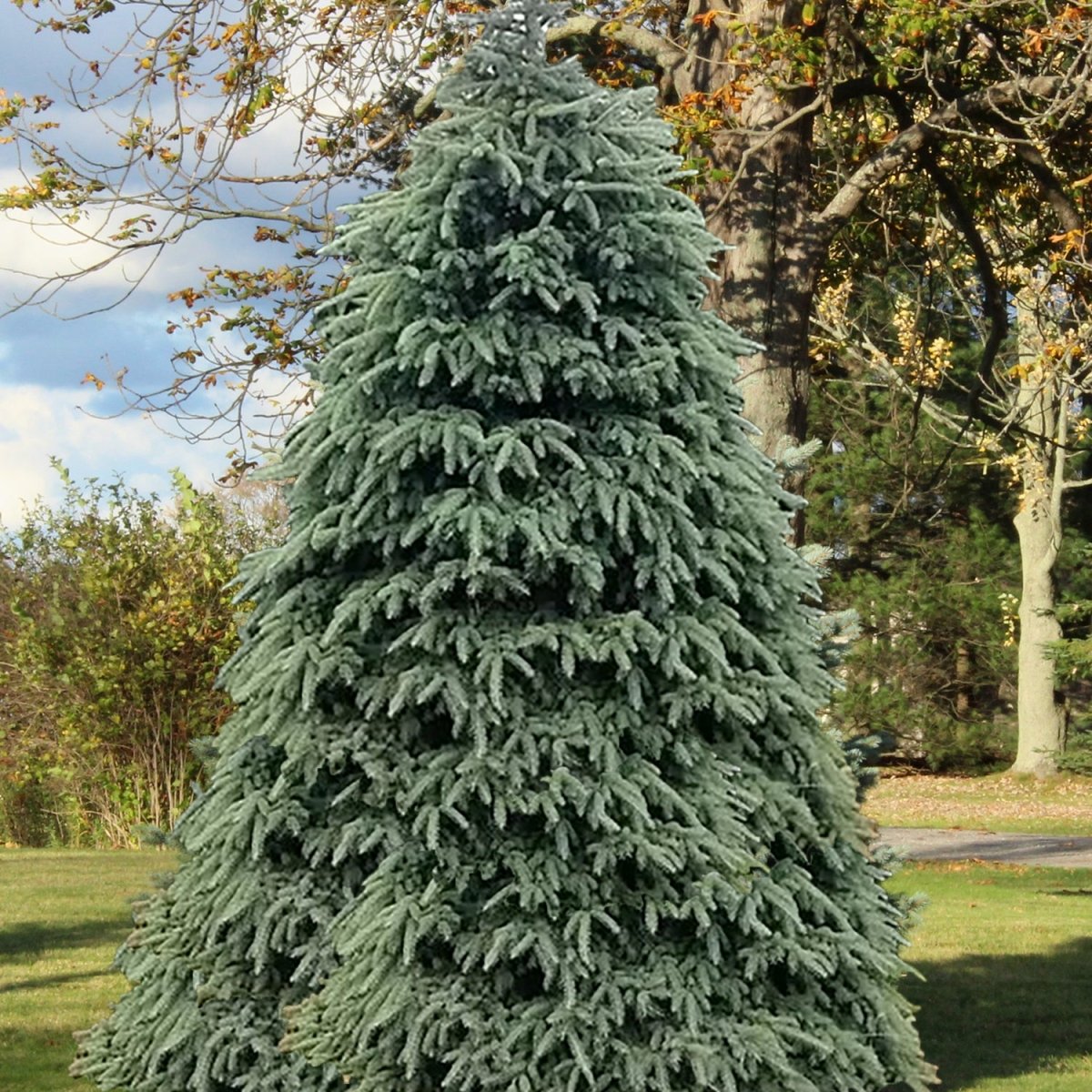 Black Hills Spruce - LandscapeDirect