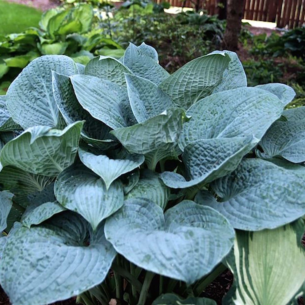Blue Hawaii Hosta - LandscapeDirect