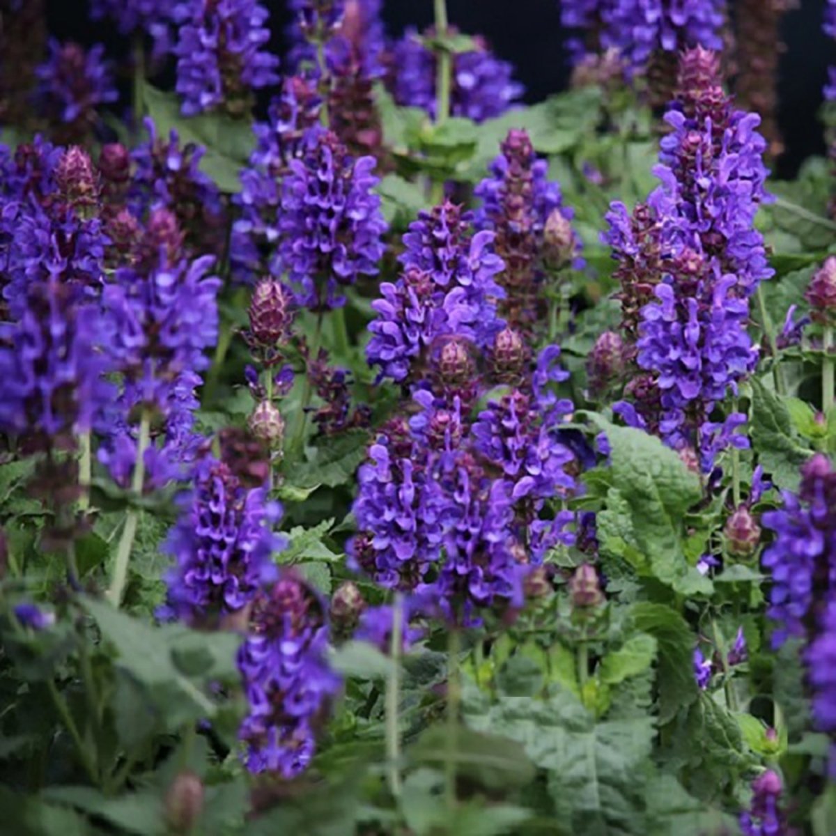 Blue Marvel Meadow Sage - LandscapeDirect