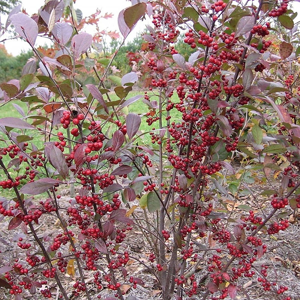 Brilliant Red Chokeberry - LandscapeDirect