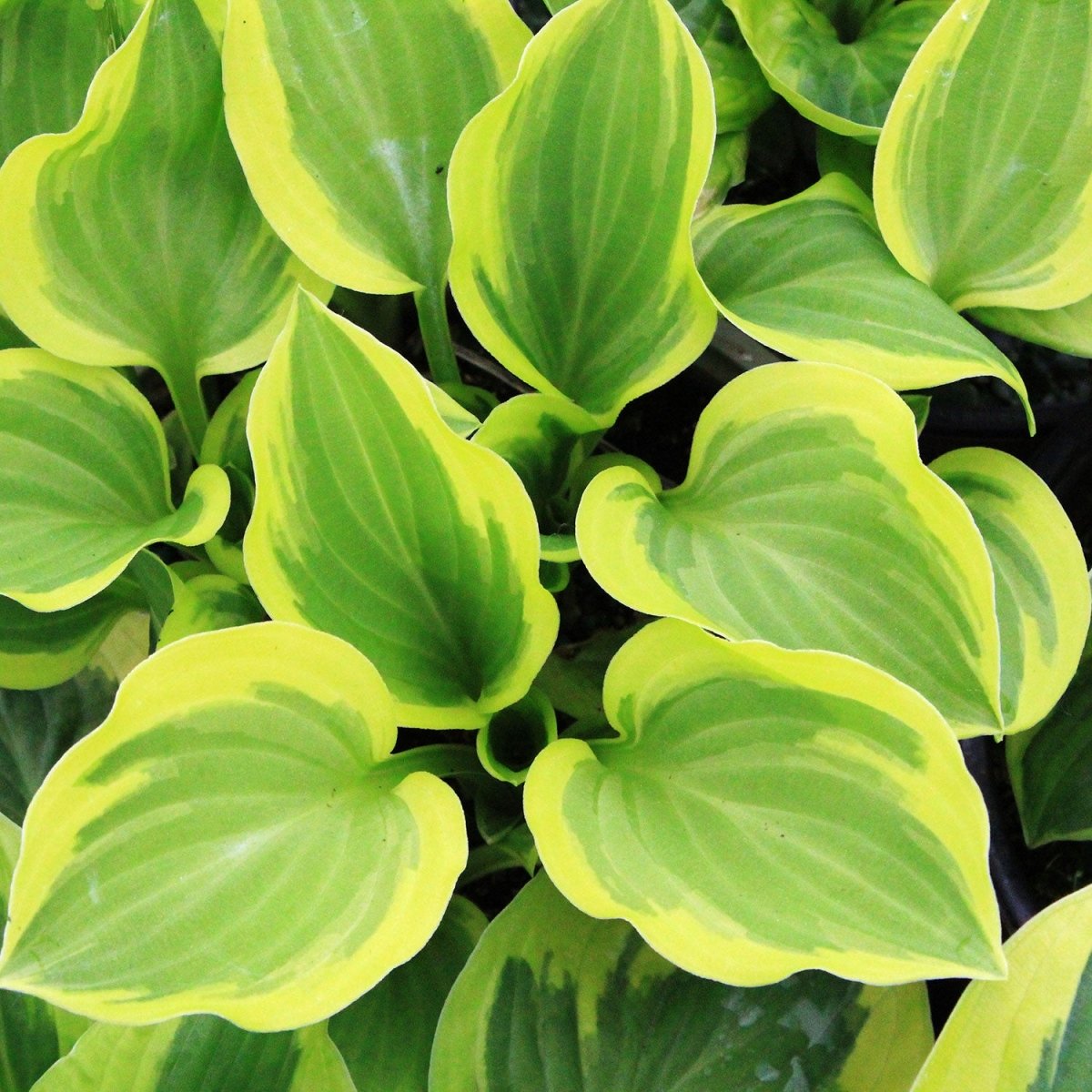 Brim Cup Hosta - LandscapeDirect