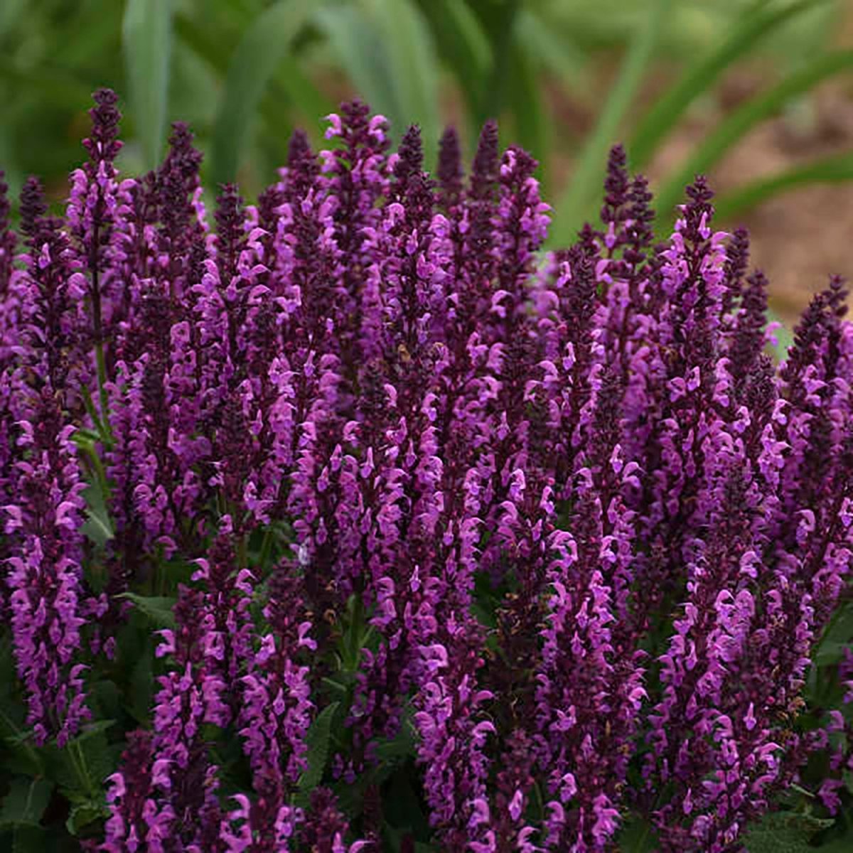 Bumbleberry Meadow Sage - LandscapeDirect