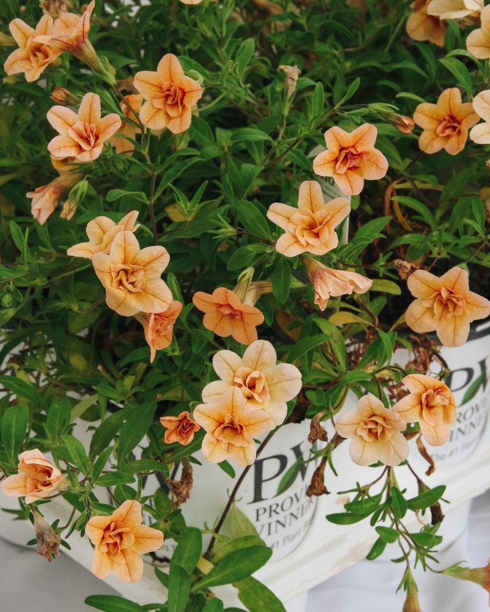 Calibrachoa Superbells Double Amber - LandscapeDirect