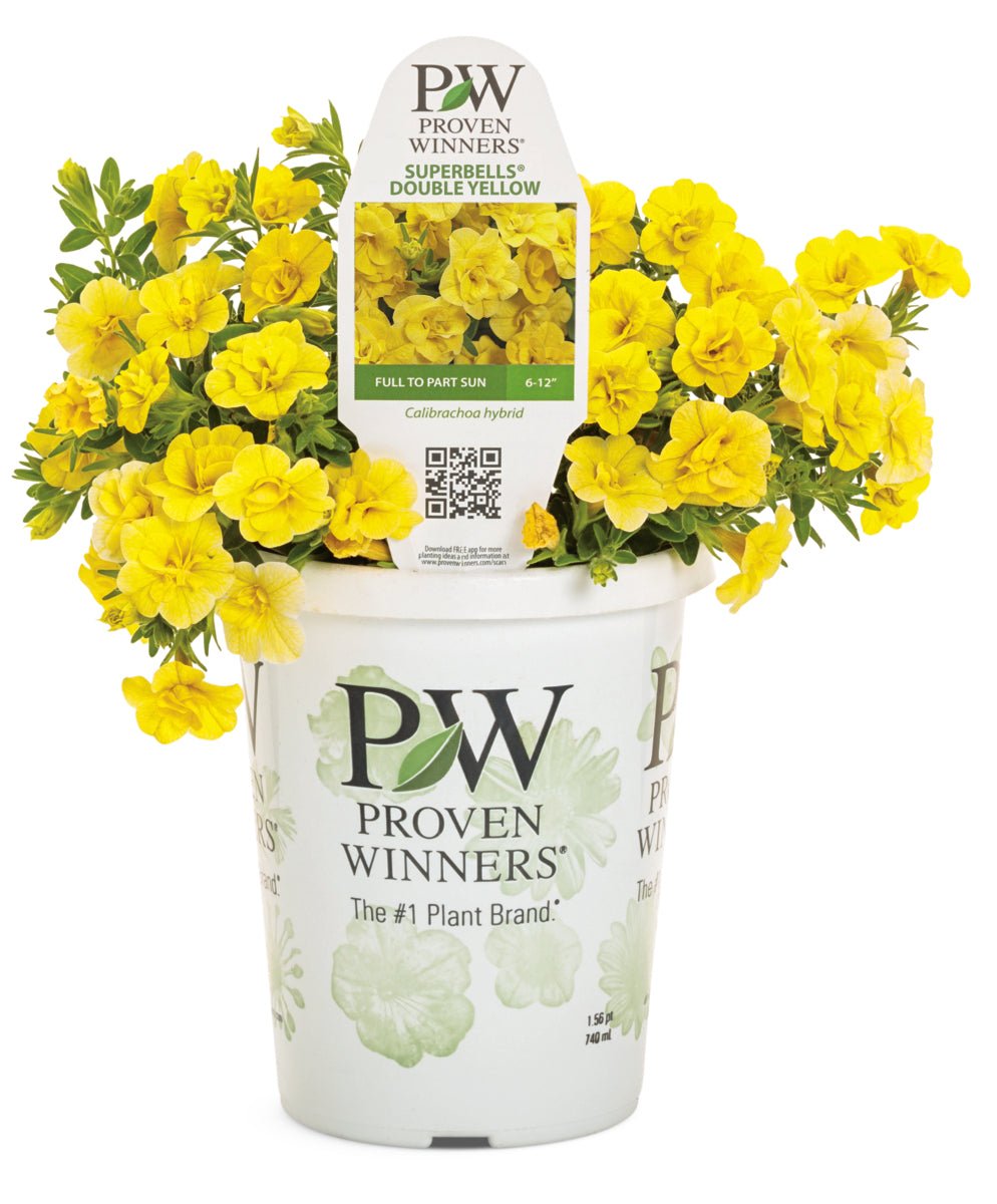 Calibrachoa Superbells Double Yellow - LandscapeDirect