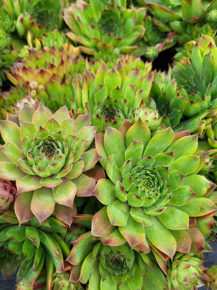 Carmen Hens and Chicks - LandscapeDirect