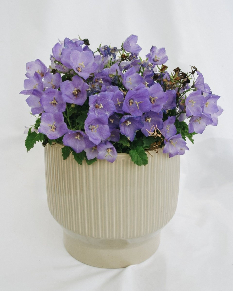 Carpathian Bellflower - Pearl Deep Blue - LandscapeDirect