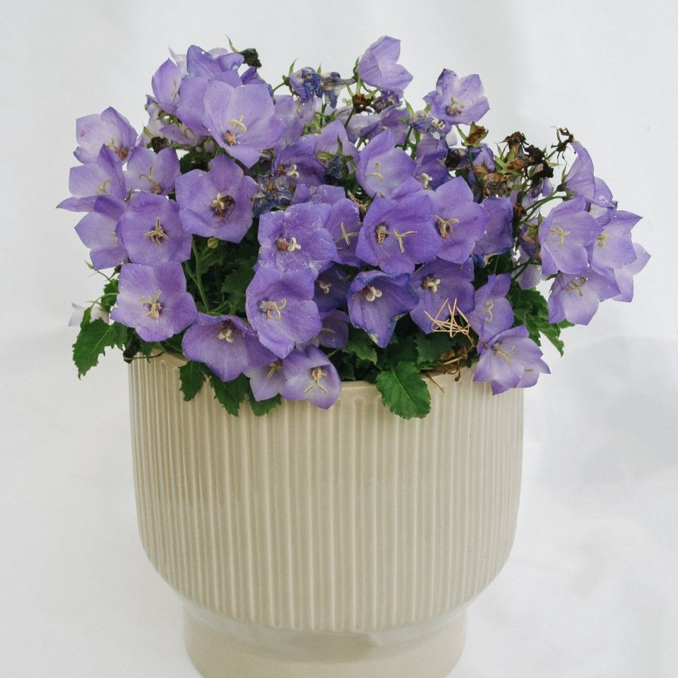 Carpathian Bellflower - Pearl Deep Blue - LandscapeDirect