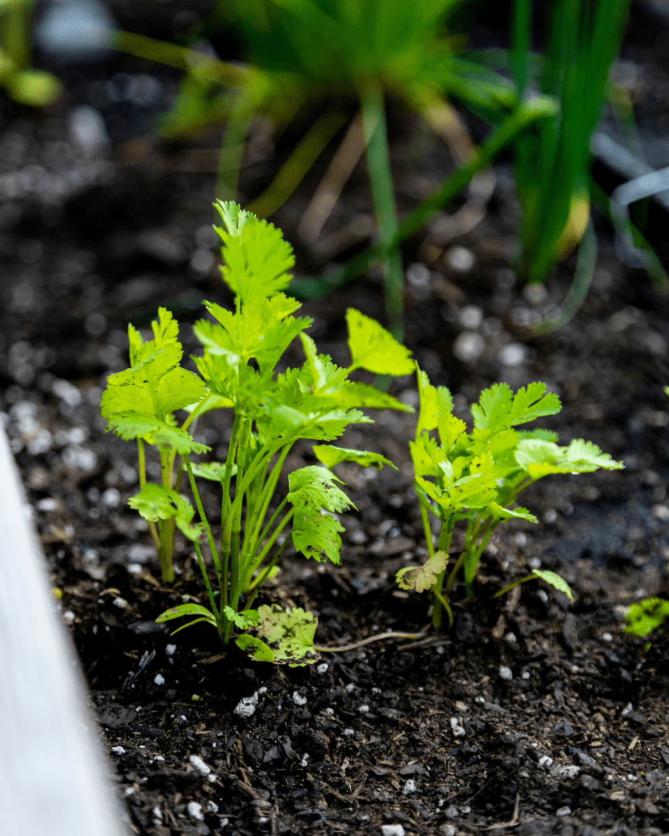 Cilantro - LandscapeDirect
