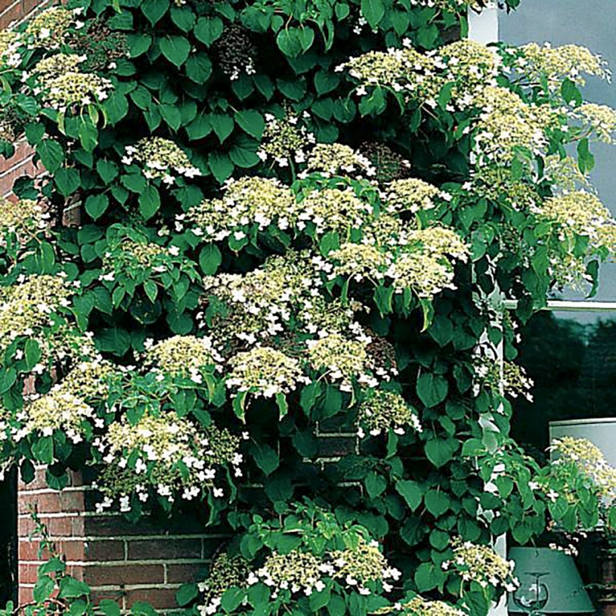 Climbing Hydrangea - LandscapeDirect