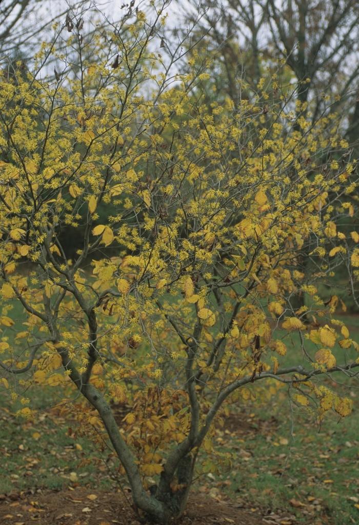 Common Witch Hazel - LandscapeDirect