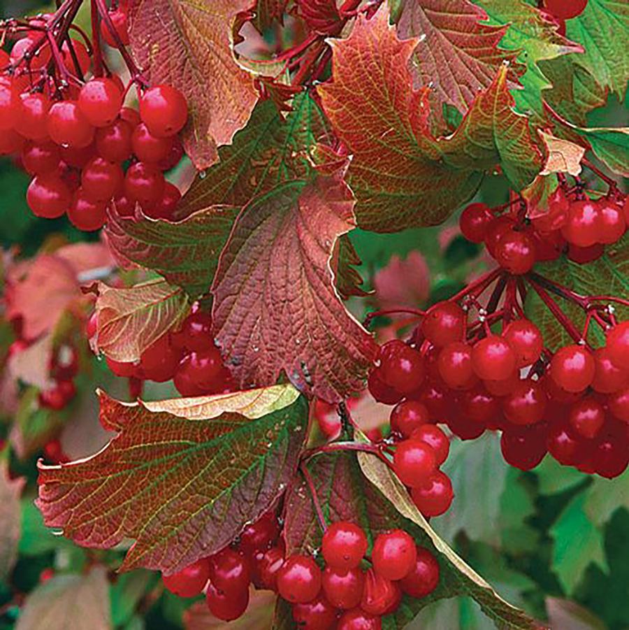 Compact American Cranberrybush Viburnum - LandscapeDirect