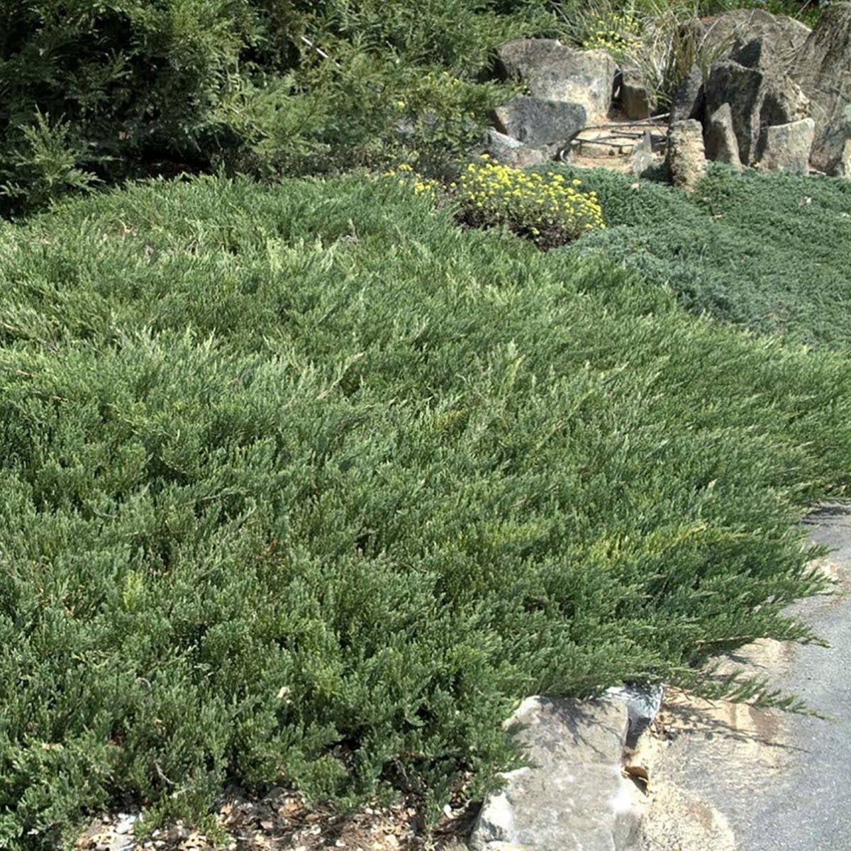 Compact Andorra Juniper - LandscapeDirect