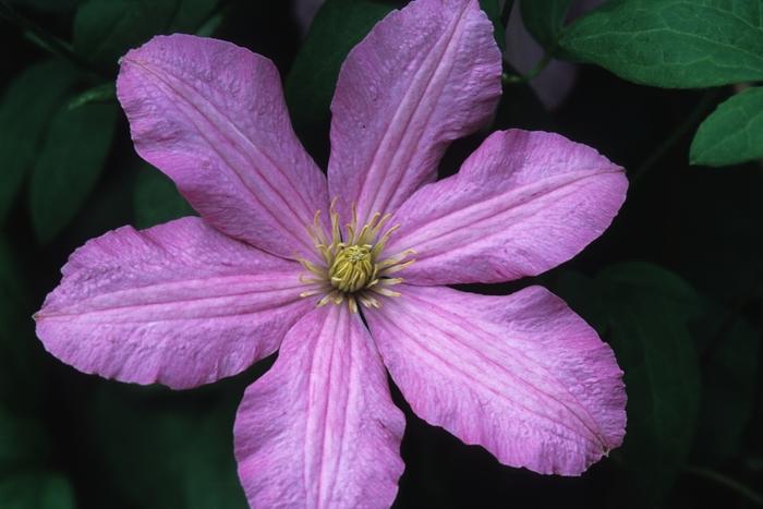 Comtesse de Bouchard Clematis - LandscapeDirect