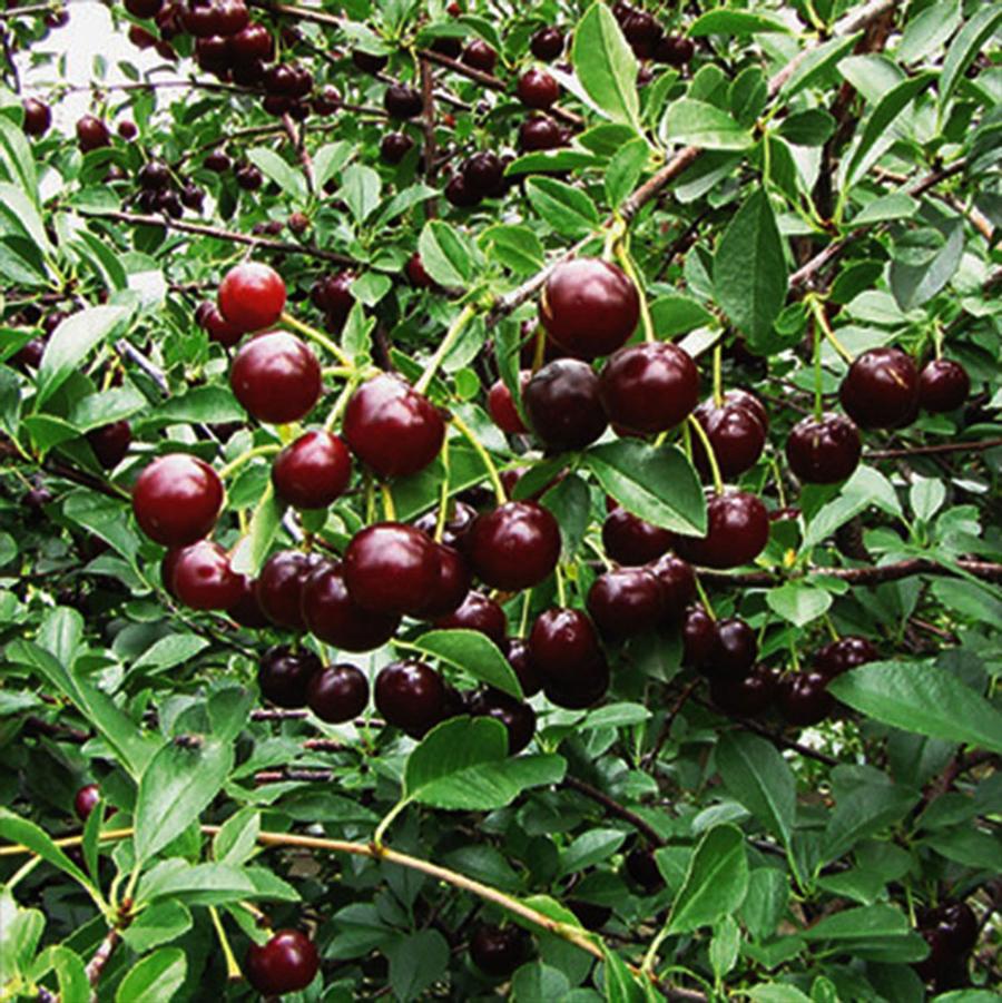 Cupid Dwarf Cherry - LandscapeDirect