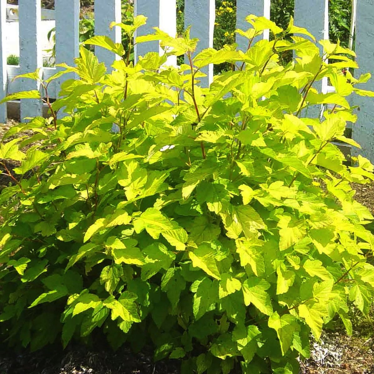Dart's Gold Ninebark - LandscapeDirect