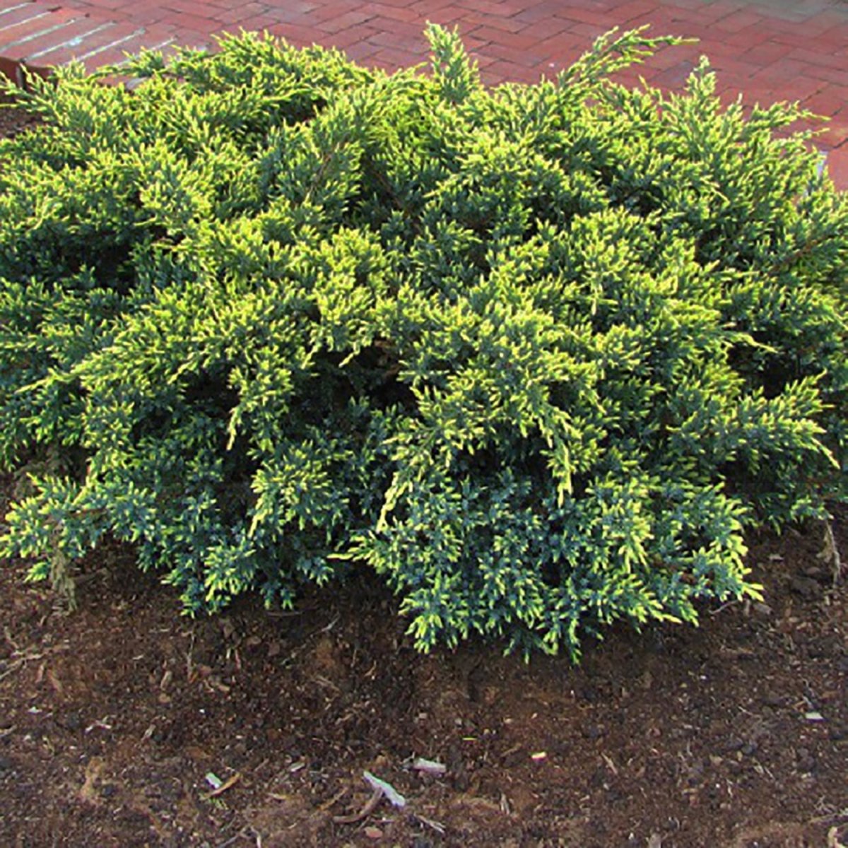 Dream Joy Juniper - LandscapeDirect