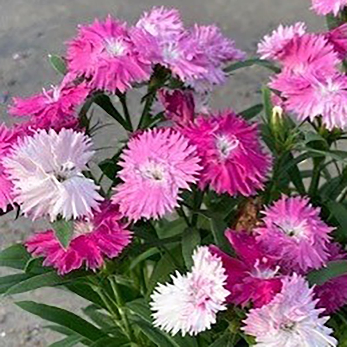Edgy Sugar'n Spice Pinks - LandscapeDirect