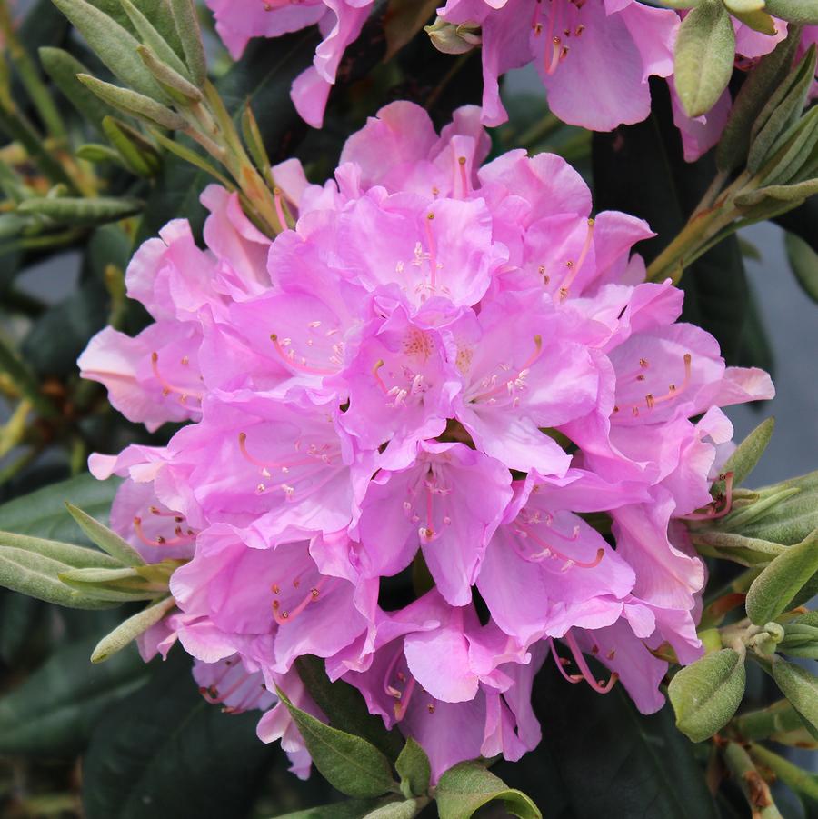 English Roseum Rhododendron - LandscapeDirect