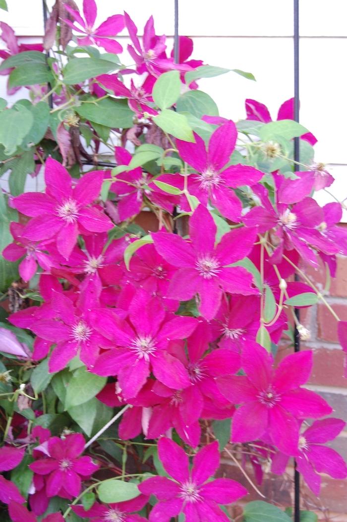 Ernest Markham Clematis - LandscapeDirect