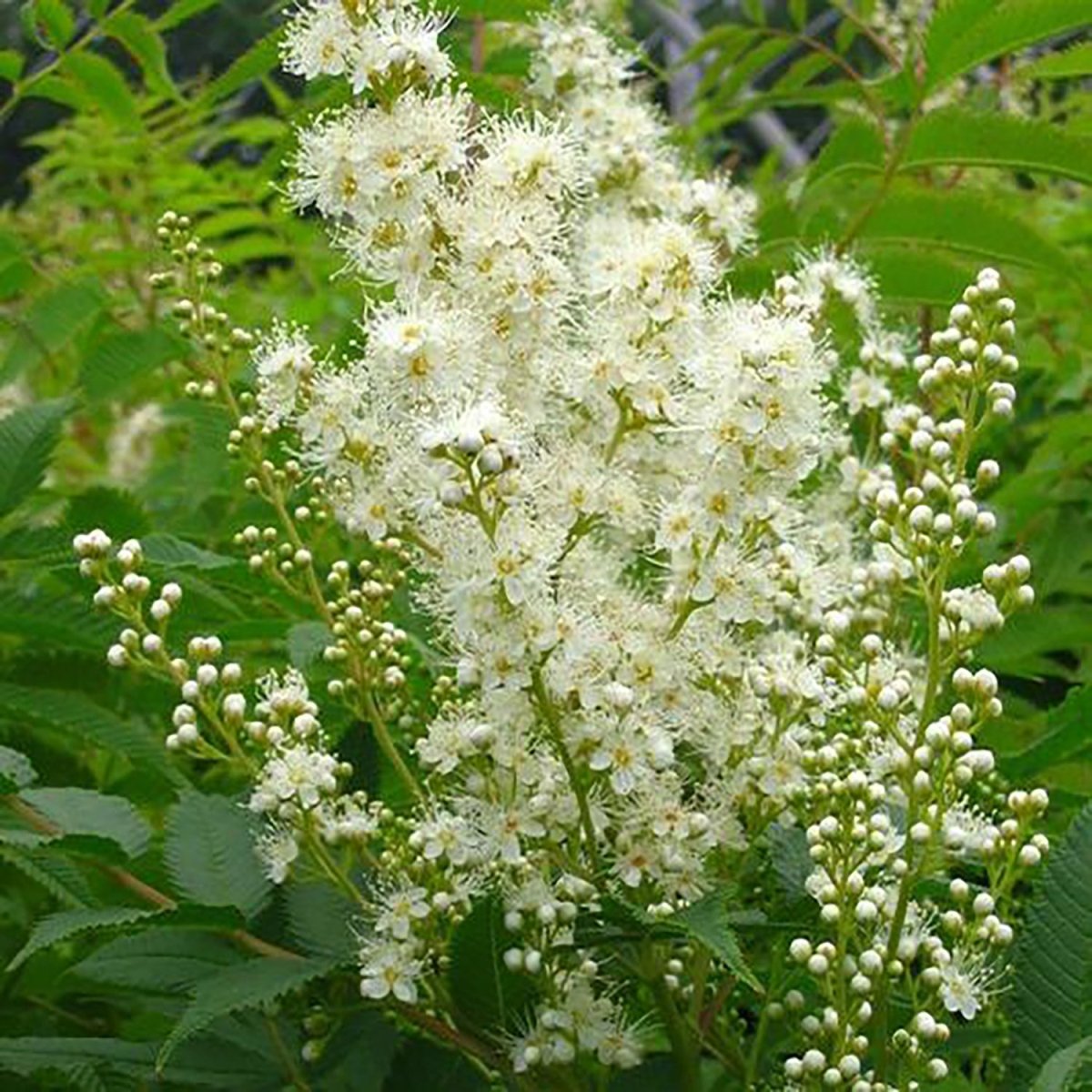 False Spirea - LandscapeDirect