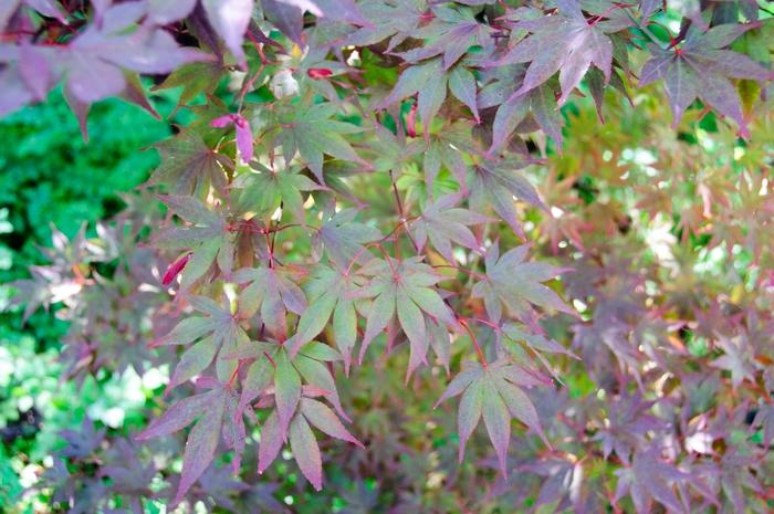 Fire Glow Japanese Maple - LandscapeDirect