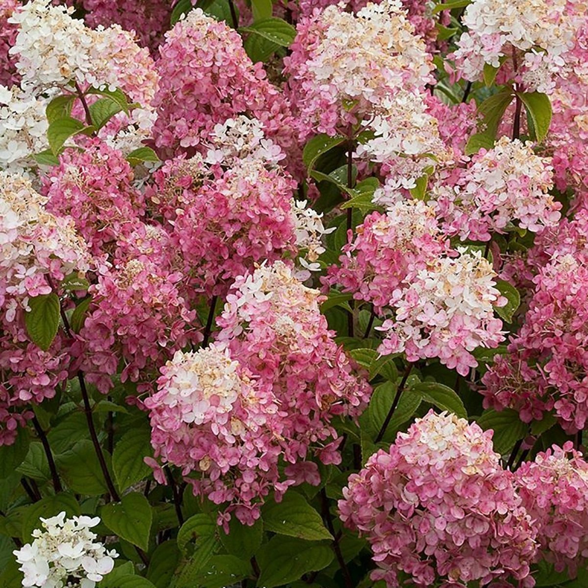 Fire Light Hydrangea - LandscapeDirect