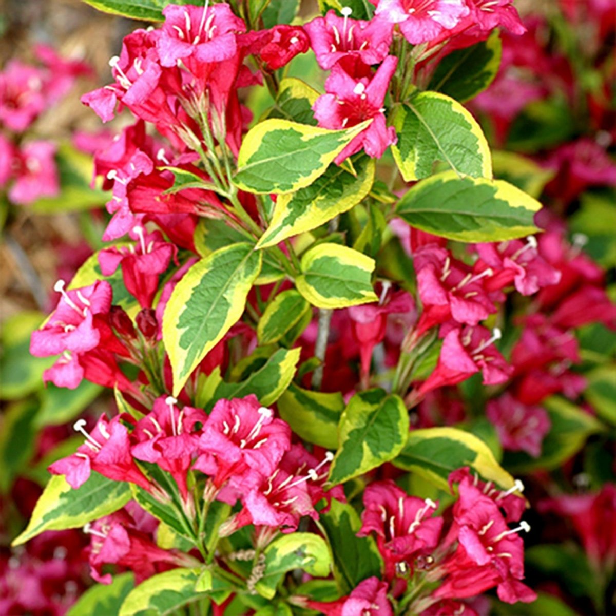 French Lace Weigela - LandscapeDirect