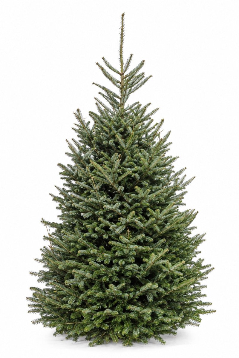 Fresh Cut Fraser Fir Christmas Tree - 6ft - LandscapeDirect