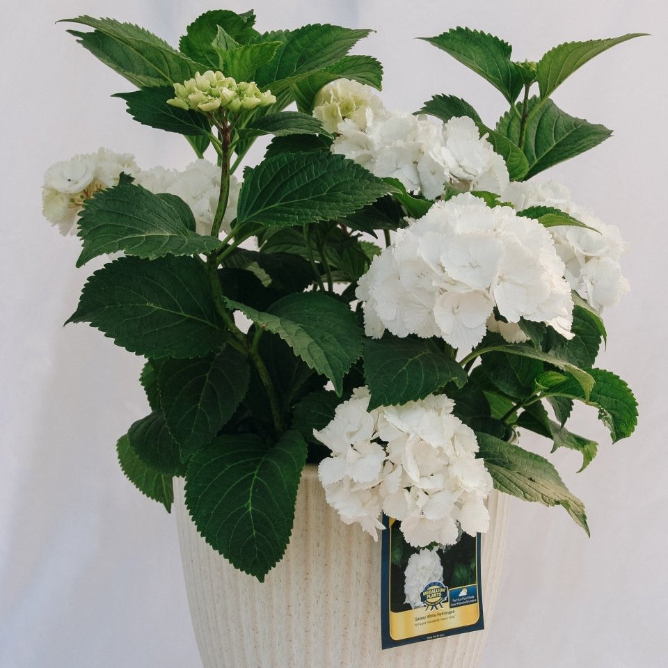 Galaxy White Bigleaf Hydrangea – LandscapeDirect