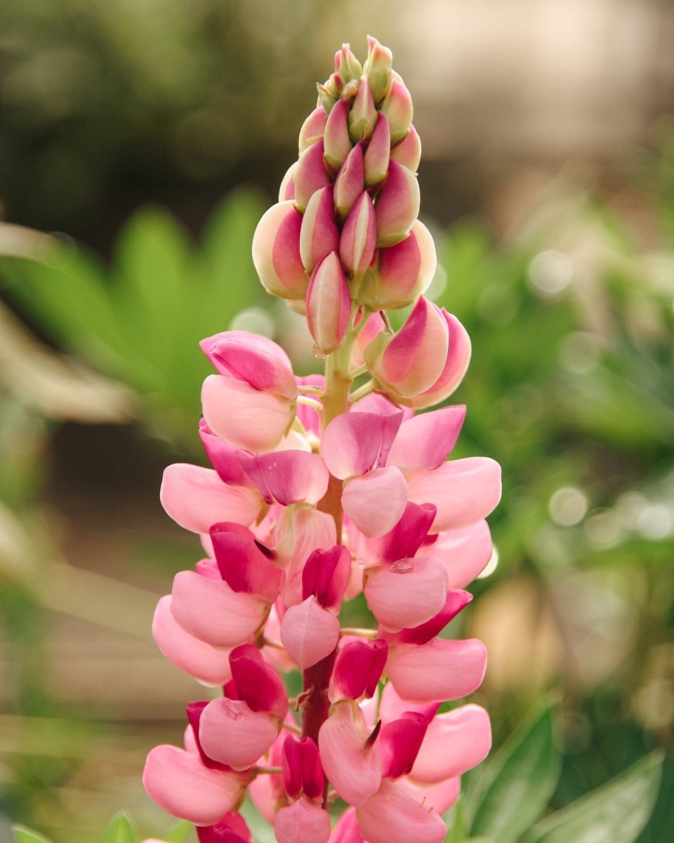 Gallery Pink Lupine - LandscapeDirect