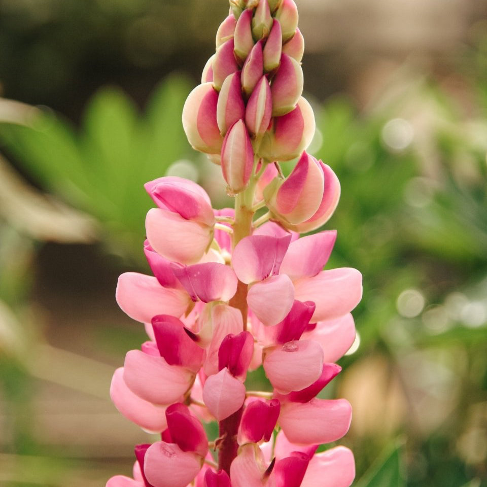 Gallery Pink Lupine - LandscapeDirect