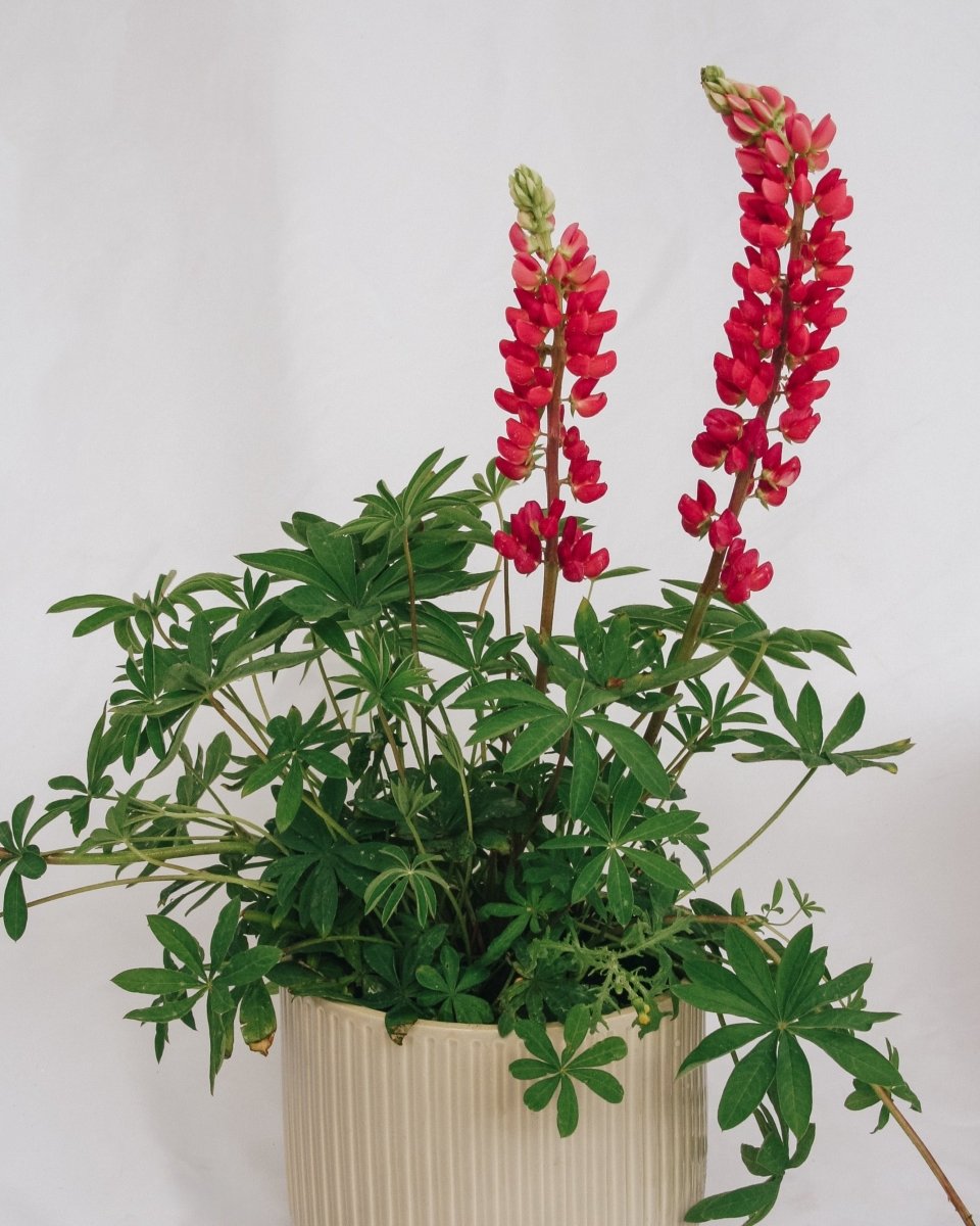 Gallery Red Lupine - LandscapeDirect