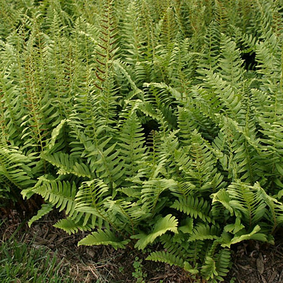 Ghost Fern - LandscapeDirect