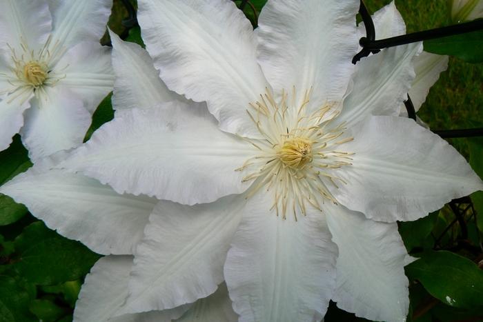 Gillian Blades Clematis - LandscapeDirect