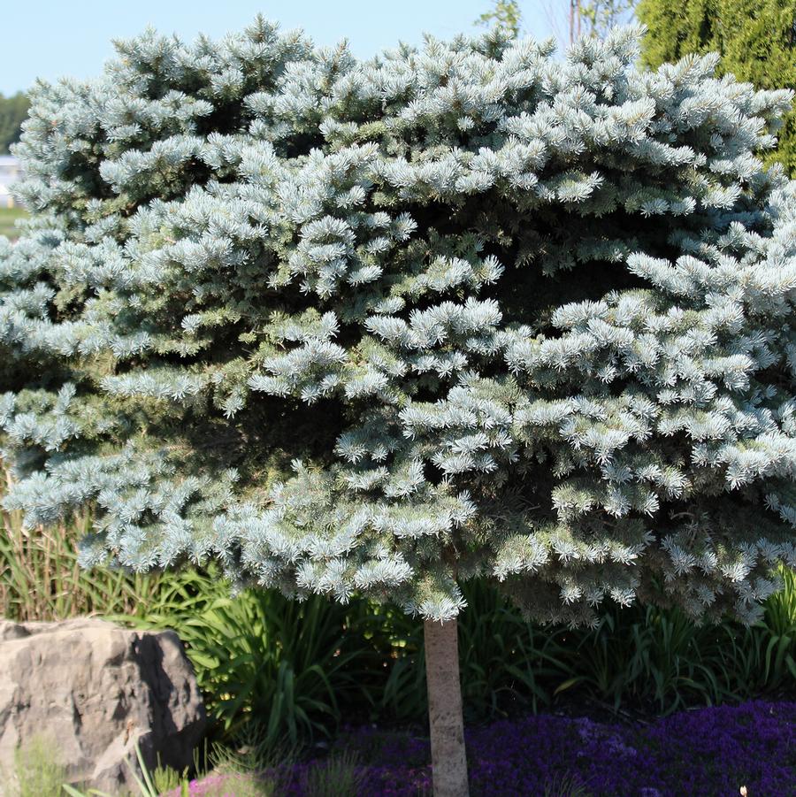 Globe Blue Spruce - Standard - LandscapeDirect
