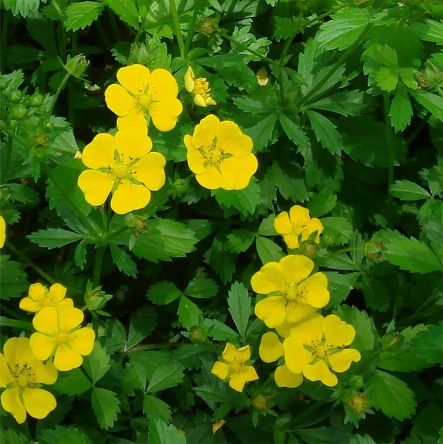 Goldstar Potentilla - LandscapeDirect