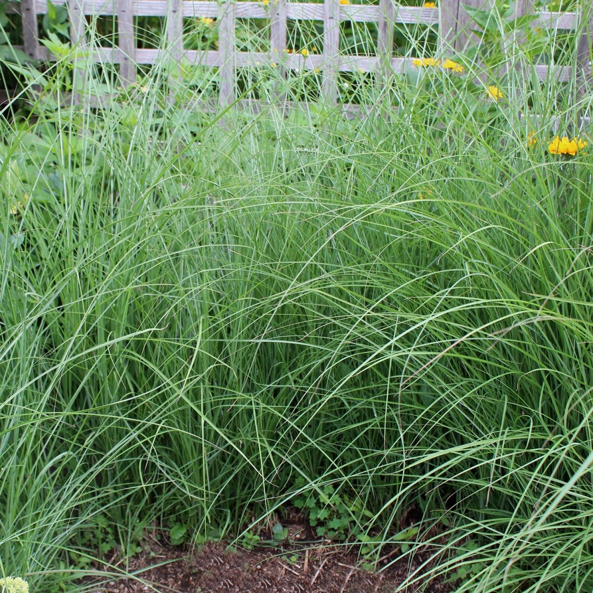 Gracillimus Maiden Grass - LandscapeDirect