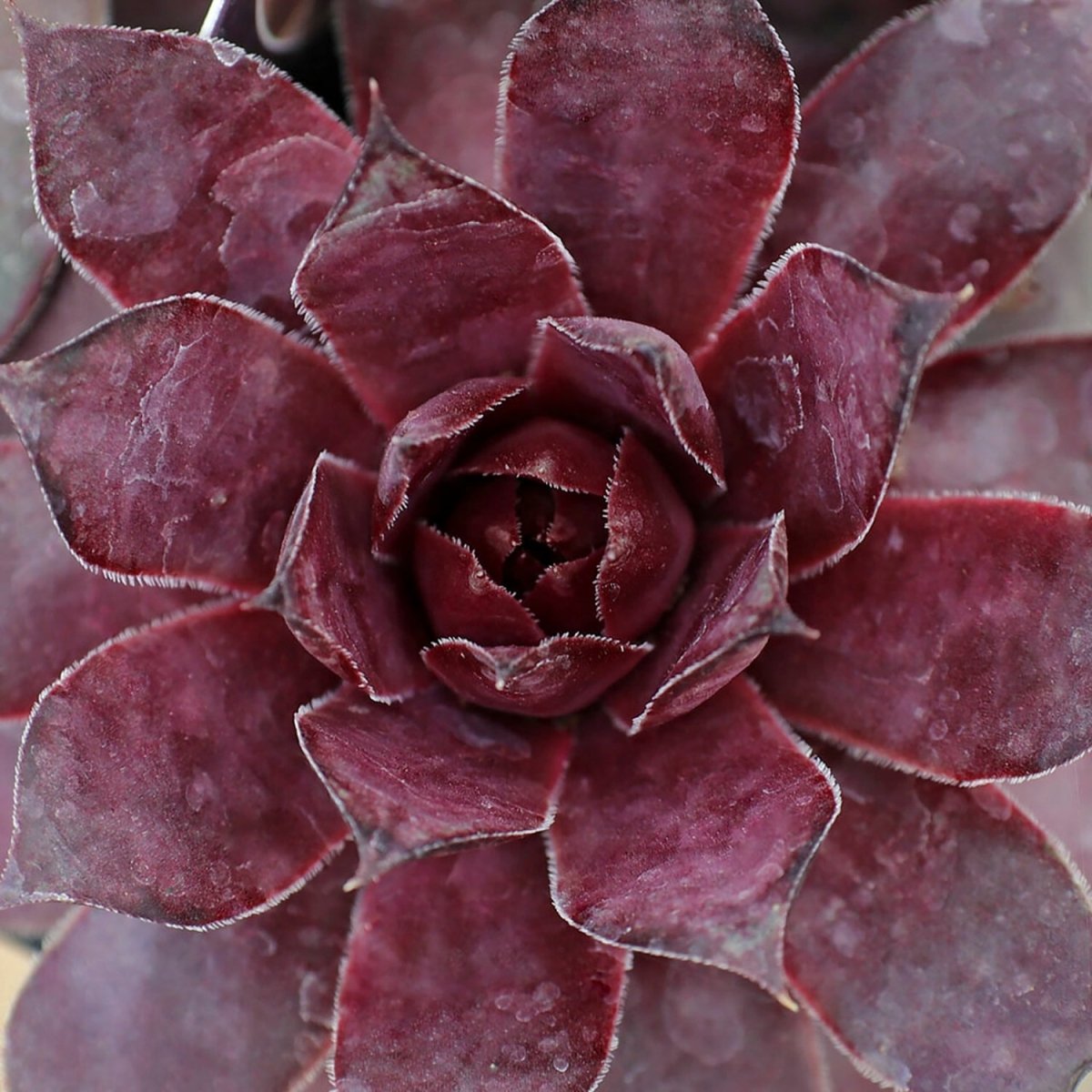 Grape Galaxy Hens and Chicks - LandscapeDirect